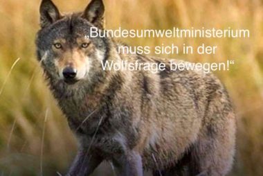 Wolf 2