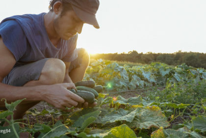 Young male farmer picking cucumber at organic eco farm