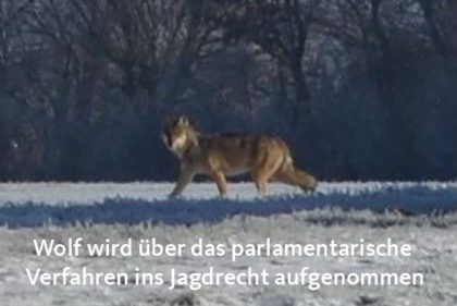 Wolf in Wendenborstel
