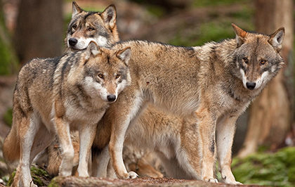 gray wolf, grey wolf, canis lupus