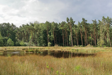 Galgenvenn bei Kaldenkirchen/Venlo