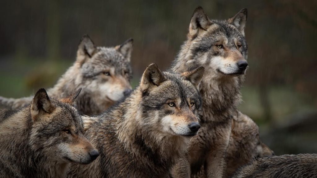 Niedersachsen muss heute die aktuellen Wolfszahlen nach Brüssel melden – Bundesministerin Lemke versagt komplett