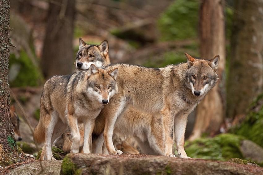 Mohrmann und Schmädeke: Nur mit aktivem Wolfsmanagement gelingt das Zusammenleben von Menschen, Weidetieren und Wölfen