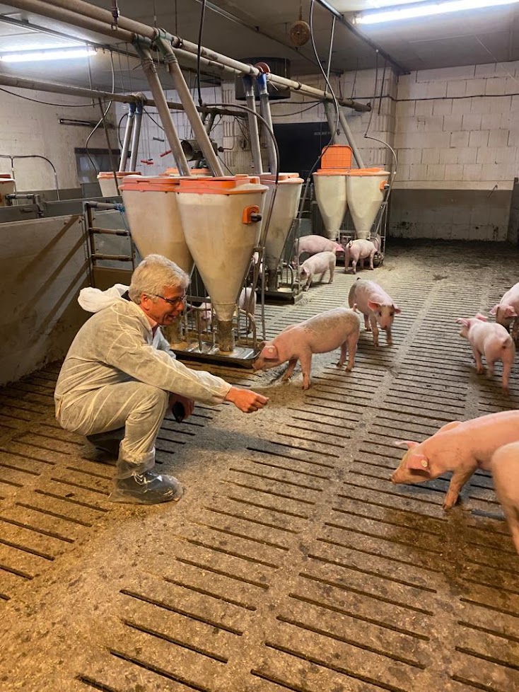 Moderne Schweinehaltung