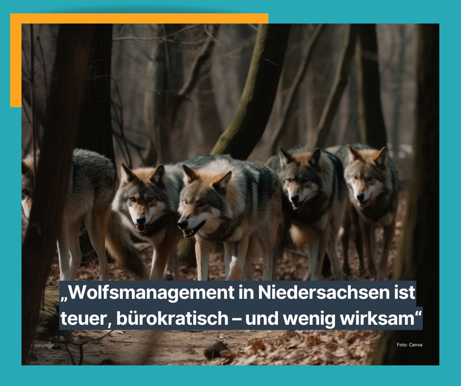 Wolfsmanagement in Niedersachsen ist teuer, bürokratisch – und wenig wirksam