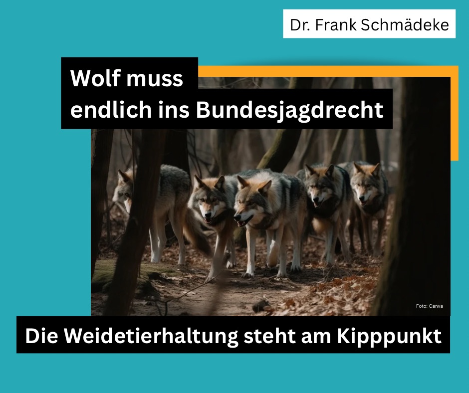 Wolf muss ins Jagdrecht – die Weidetierhaltung steht am Kipppunkt